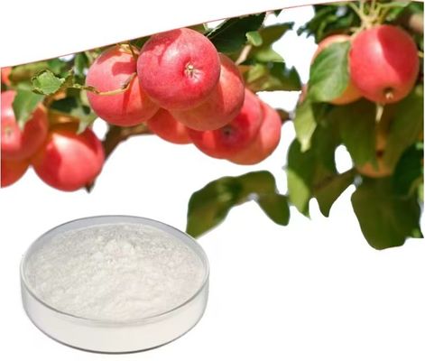 Grade L-Carnitine Apple Enzyme Raw Material Powder Herbal Extract Dietary Supplement