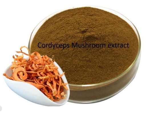 Herbal Extract Cordyceps Mushroom Extract Raw Material Powder For Dietary Supplement
