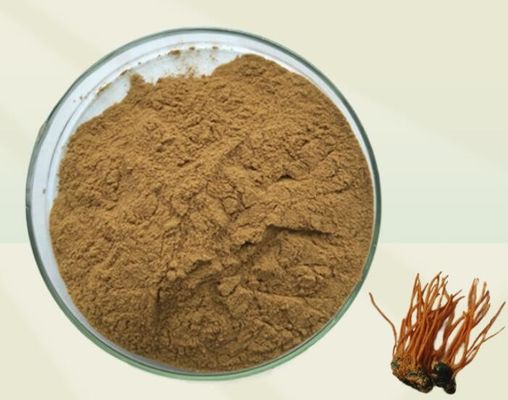 Herbal Extract Cordyceps Mushroom Extract Raw Material Powder For Dietary Supplement