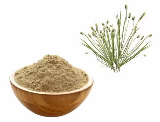 Health Food Excellent Psyllium Husk Powder Herbal Extract Dietary Supplement Raw Material